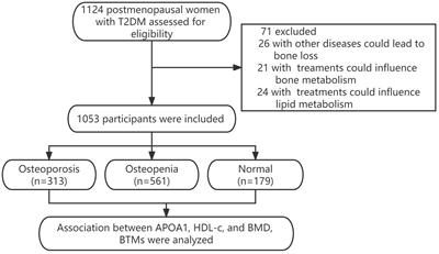 Apolipoprotein A1 is associated with osteocalcin and bone mineral density rather than high-density lipoprotein cholesterol in Chinese postmenopausal women with type 2 diabetes mellitus